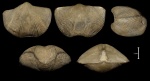 Cyrtospirifer rudkinensis