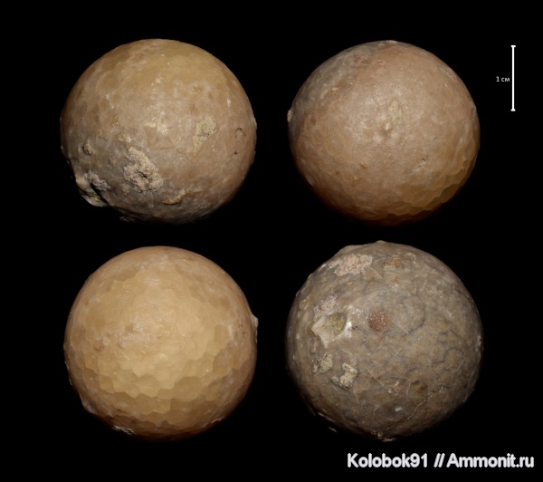 Echinosphaerites