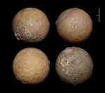 Цистоидея Echinosphaerites aurantium