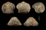 Tomestenoporhynchus rudkini (Ljaschenko, 1959) с уродством
