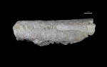 Endoceras sp.