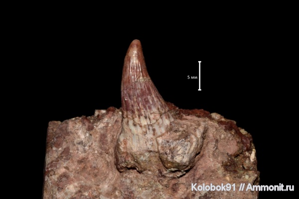 Sarcopterygii, Holoptychius