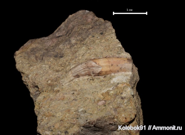 Aetosaurus