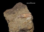 Зуб  Aetosaurus sp.