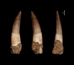 Зуб динозавра Spinosaurus aegyptiacus (Stromer, 1915)