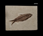 Knightia sp.