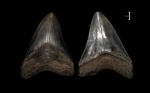 Megaselachus megalodon