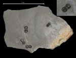 Агностиды Peronopsis interstricta (White, 1874)