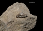 Зуб рыбы Helodus sp.