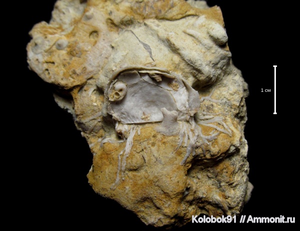 Microconchida, Cornulites, Cornulitida, Epizoans, Palaeoconchus, Productida-Epizoans