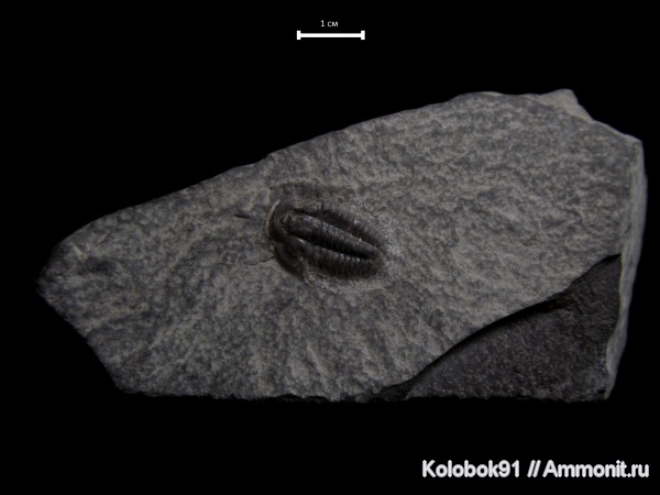 Bergeroniellus