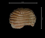 Коронка Ptychodus sp.