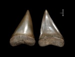 Isurus (Cosmopolitodus) hastalis