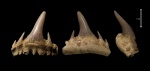 Paraorthacodus sp.