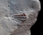 Нижний зуб Hexanchiformes