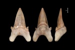 Otodus Obliquus (Agassiz, 1843)