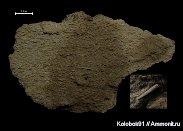 Tentaculites