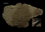 Плитка Tentaculites sp.