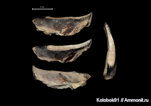 Placodermi, Ptyctodus