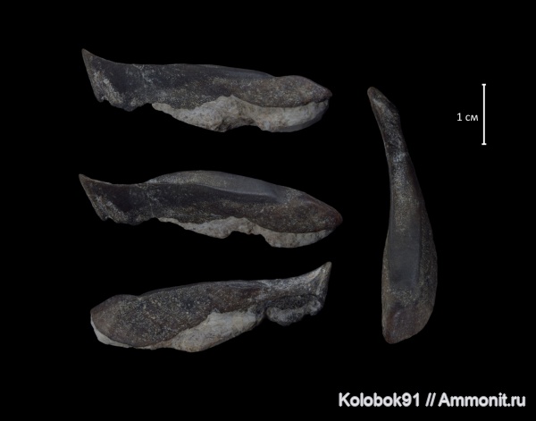Ptyctodus