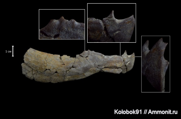 девон, рыбы, плакодермы, Placodermi, plourdosteus, fish, Arthrodiriformes, infragnathals