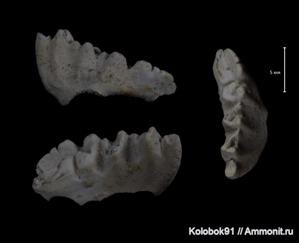 Phyllocarida