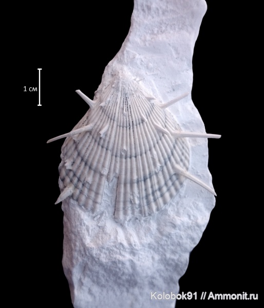 прижизненная окраска, Spondylus
