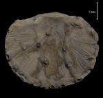 Douvilina kireevae Ljasch. и Aulopora