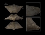 Cyrtospirifer rudkinensis Ljasch. и холдфасты морских лилий