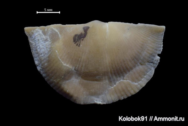 Tenticospirifer, Epizoans, Rothpletzella