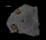 Holonema sp.