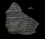 Holonema sp.