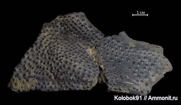 Livosteus