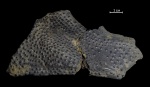 Livosteus sp.