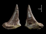 Зуб амфибии  Eryops sp.