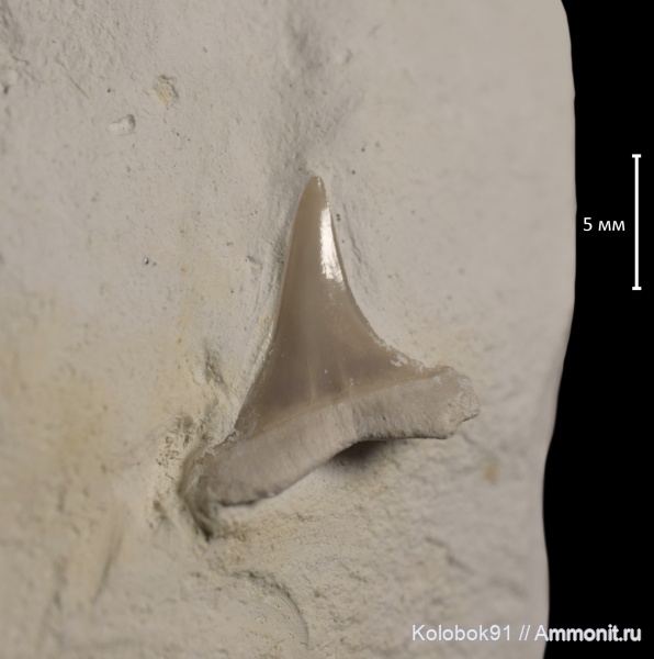 Anomotodon