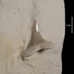 Anomotodon sp.