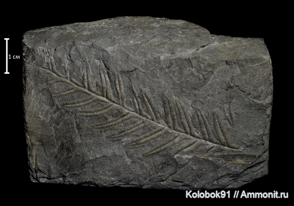 Alethopteris