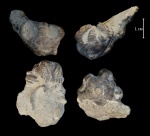 Морская лилия
