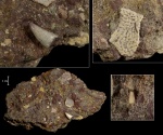 Holoptychius