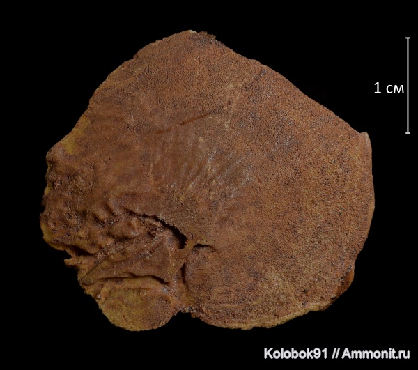 Sarcopterygii