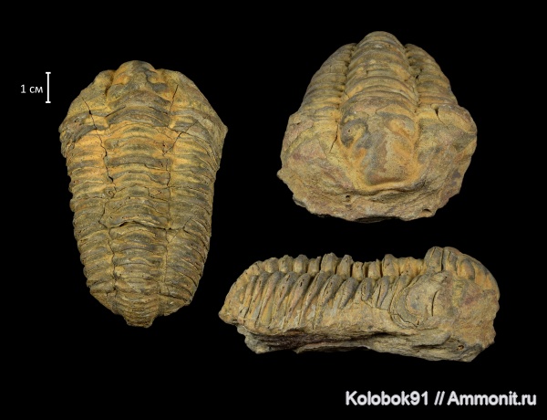 Calymene