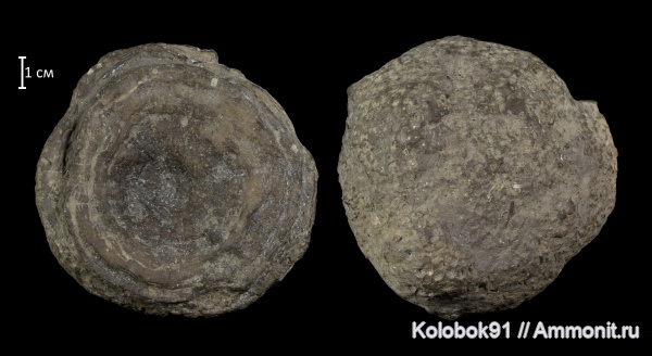 Favosites