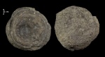 Favosites sp.