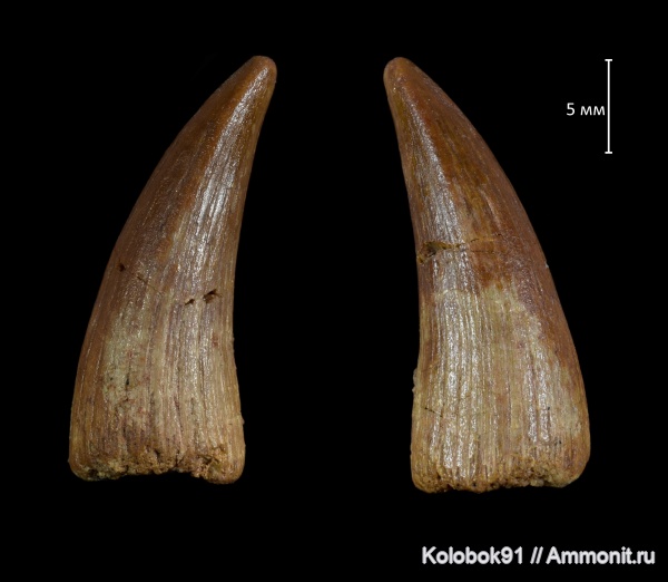 Sarcopterygii, Holoptychius, Glyptolepis