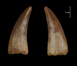 Holoptychius sp.