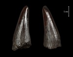 Holoptychius sp.