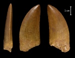 Carcharodontosaurus saharicus