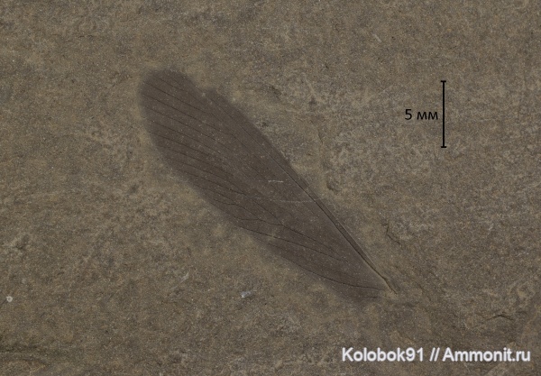 Megakhosaridae