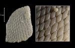 Psammolepis paradoxa